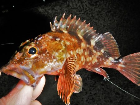 荒れてます、雨降ってます