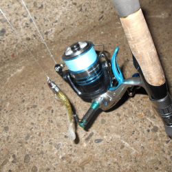 タチウオにビビってんのか？。