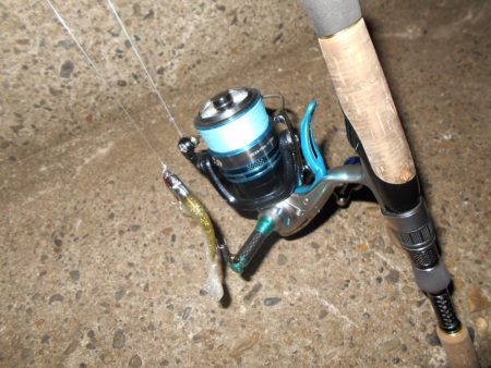 タチウオにビビってんのか？。