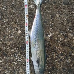 サゴシフィーバー