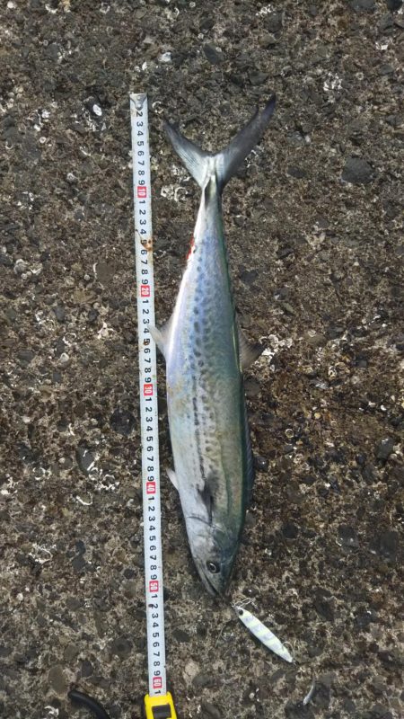 サゴシフィーバー