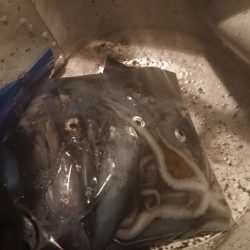 まだまだ好調ヒイカ