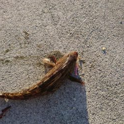 ちょい投げシーズン到来