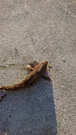 ちょい投げシーズン到来