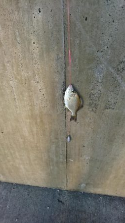 雨の中投げ釣り