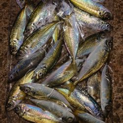 落ちギス、カレイ釣り