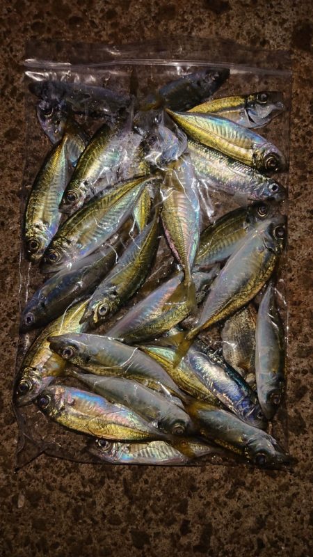 落ちギス、カレイ釣り