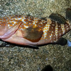 朝マズメエギング