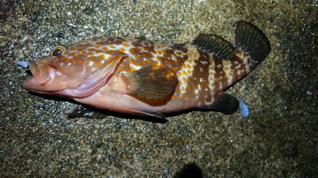 朝マズメエギング