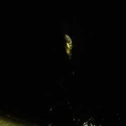 夕練、シーバスハチマル捕獲成功♪