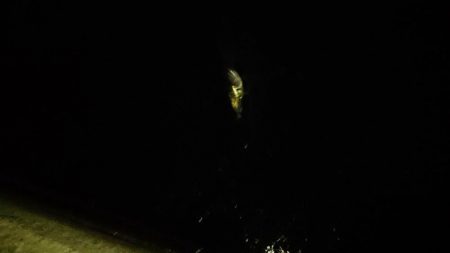 夕練、シーバスハチマル捕獲成功♪