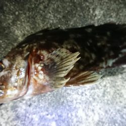 夕練シーバス前にガッシーも調査