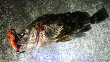 夕練シーバス前にガッシーも調査