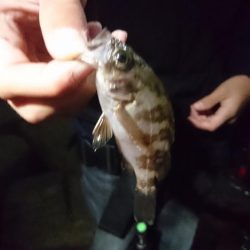 サバ、アジ、セイゴ、メバル、サヨリ