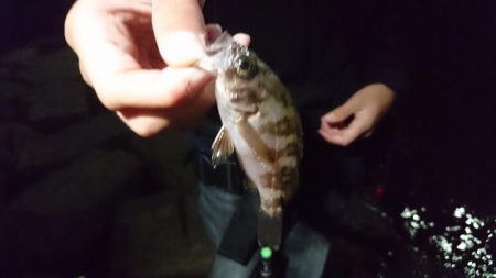 サバ、アジ、セイゴ、メバル、サヨリ