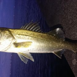 朝練はシーバスハンティングonly