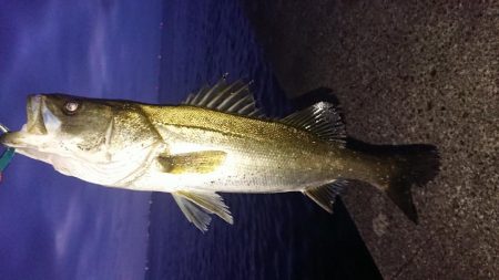 朝練はシーバスハンティングonly