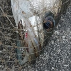 朝練ナナマルシーバス捕獲♪