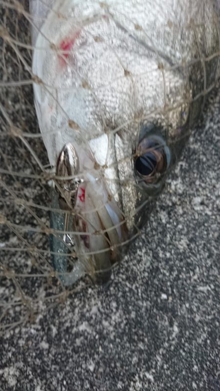 朝練ナナマルシーバス捕獲♪