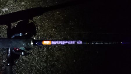 泉大津エリア タチウオ遠征