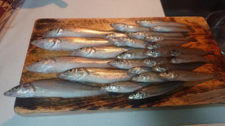 まだまだキス釣れます。