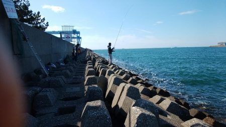 東二見水道で落ちギス釣り
