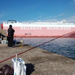 播磨新島で落ちギス釣り