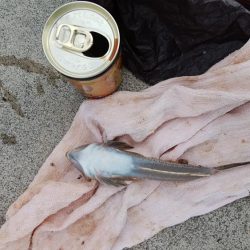 東二見白灯台波止へ落ちギス釣査