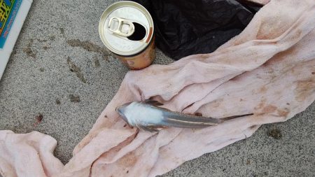 東二見白灯台波止へ落ちギス釣査