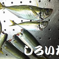 朝に青物不発。夕方に洲本で釣る。