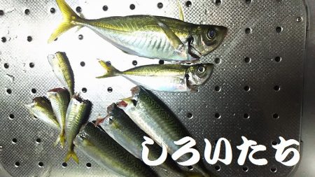 朝に青物不発。夕方に洲本で釣る。