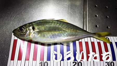 アジを釣りに和歌山遠征！