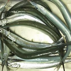 姫路 サヨリ 釣り。