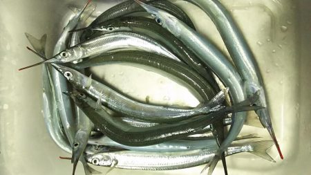 姫路　サヨリ　釣り。