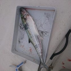 ボートエギング６