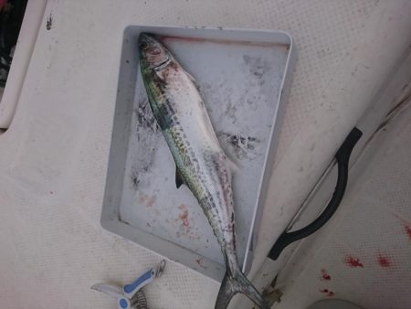 ボートエギング６