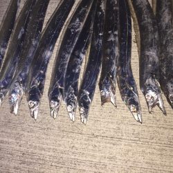 タチウオざんまい！