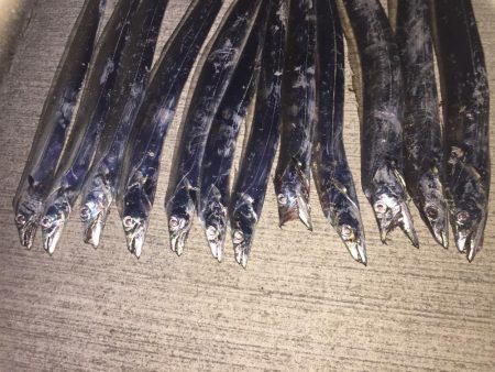 タチウオざんまい！