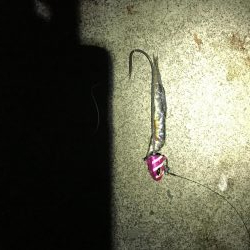 なんとかタチウオ！