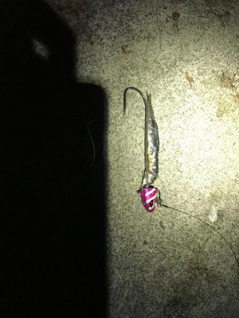 なんとかタチウオ！