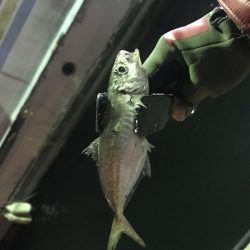 連夜のアジング