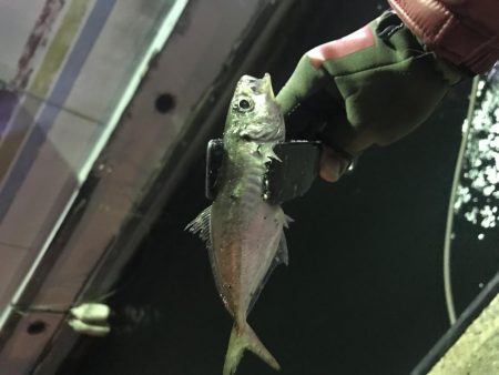 連夜のアジング