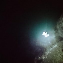 チビメバルラッシュ