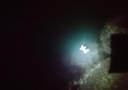 チビメバルラッシュ