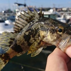 江井ヶ島漁港・根魚