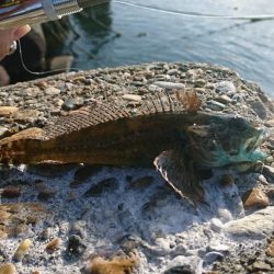 江井ヶ島漁港・穴釣り