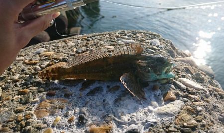江井ヶ島漁港・穴釣り