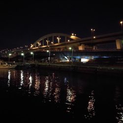 南港フェリーヘチ釣り (キビレ33cm,29cm,27cm ガシラ 釣果有り)