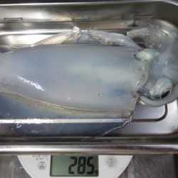 穴釣りとエギング