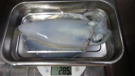 穴釣りとエギング